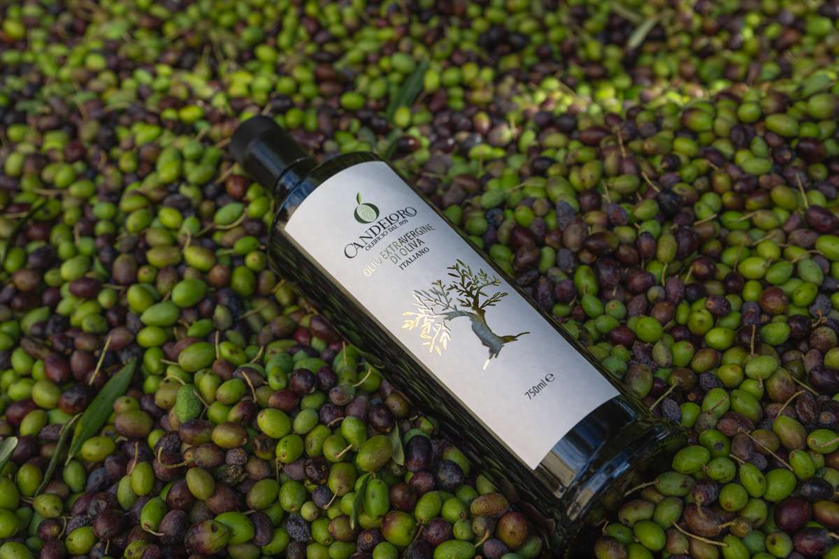 Le olive Candeloro prima della molitura – Loreto Aprutino