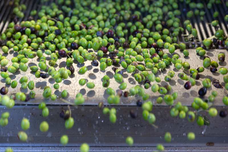 Lavaggio delle olive – Frantoio Candeloro